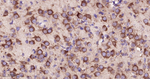 EIF2S1 Antibody in Immunohistochemistry (Paraffin) (IHC (P))
