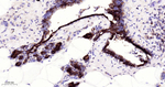 EIF2S1 Antibody in Immunohistochemistry (Paraffin) (IHC (P))