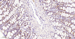 EIF2S1 Antibody in Immunohistochemistry (Paraffin) (IHC (P))