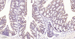 EIF2S1 Antibody in Immunohistochemistry (Paraffin) (IHC (P))
