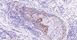 EIF2S1 Antibody in Immunohistochemistry (Paraffin) (IHC (P))