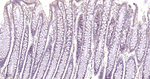 EIF2S1 Antibody in Immunohistochemistry (Paraffin) (IHC (P))