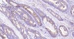 EIF2S1 Antibody in Immunohistochemistry (Paraffin) (IHC (P))