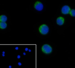 P-Selectin Recombinant Rabbit Monoclonal Antibody (20C16)