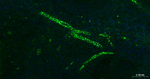 P-Selectin Antibody in Immunohistochemistry (Paraffin) (IHC (P))