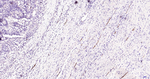 P-Selectin Antibody in Immunohistochemistry (Paraffin) (IHC (P))