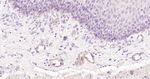 P-Selectin Antibody in Immunohistochemistry (Paraffin) (IHC (P))