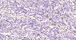 P-Selectin Antibody in Immunohistochemistry (Paraffin) (IHC (P))