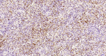 P-Selectin Antibody in Immunohistochemistry (Paraffin) (IHC (P))