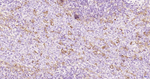 P-Selectin Antibody in Immunohistochemistry (Paraffin) (IHC (P))