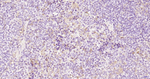 P-Selectin Antibody in Immunohistochemistry (Paraffin) (IHC (P))