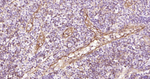 P-Selectin Antibody in Immunohistochemistry (Paraffin) (IHC (P))