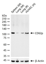 P-Selectin Antibody in Western Blot (WB)