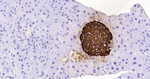 Insulin Recombinant Rabbit Monoclonal Antibody (2F3)