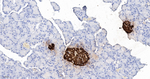 Insulin Antibody in Immunohistochemistry (Paraffin) (IHC (P))