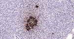 Insulin Antibody in Immunohistochemistry (Paraffin) (IHC (P))