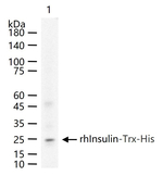 Insulin Antibody in Western Blot (WB)