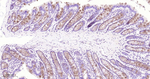 MUC2 Antibody in Immunohistochemistry (Paraffin) (IHC (P))