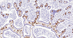 MUC2 Antibody in Immunohistochemistry (Paraffin) (IHC (P))