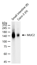 MUC2 Antibody in Western Blot (WB)
