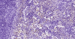 CD42b Antibody in Immunohistochemistry (Paraffin) (IHC (P))
