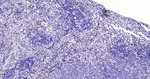 CD42b Antibody in Immunohistochemistry (Paraffin) (IHC (P))