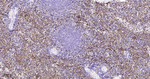 CD42b Antibody in Immunohistochemistry (Paraffin) (IHC (P))