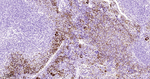 CD42b Antibody in Immunohistochemistry (Paraffin) (IHC (P))