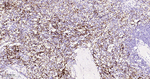 CD42b Recombinant Rabbit Monoclonal Antibody (9B1)
