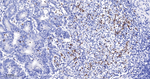 Arginase 1 Antibody in Immunohistochemistry (Paraffin) (IHC (P))