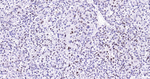 Arginase 1 Recombinant Rabbit Monoclonal Antibody (A6F1)
