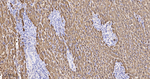 Arginase 1 Antibody in Immunohistochemistry (Paraffin) (IHC (P))