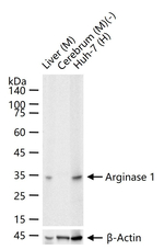Arginase 1 Antibody in Western Blot (WB)