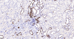 Cytokeratin 7 Antibody in Immunohistochemistry (Paraffin) (IHC (P))