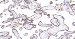 Cytokeratin 7 Antibody in Immunohistochemistry (Paraffin) (IHC (P))