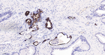 Cytokeratin 7 Antibody in Immunohistochemistry (Paraffin) (IHC (P))