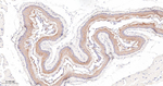 Cytokeratin 4 Antibody in Immunohistochemistry (Paraffin) (IHC (P))