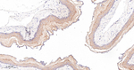 Cytokeratin 4 Antibody in Immunohistochemistry (Paraffin) (IHC (P))