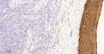 Cytokeratin 4 Antibody in Immunohistochemistry (Paraffin) (IHC (P))
