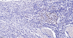 MSH6 Recombinant Rabbit Monoclonal Antibody (M5F6)