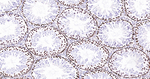 MSH6 Antibody in Immunohistochemistry (Paraffin) (IHC (P))