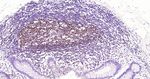 PAX5 Recombinant Rabbit Monoclonal Antibody (G7C4)