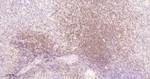 PAX5 Antibody in Immunohistochemistry (Paraffin) (IHC (P))