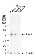 PAX5 Antibody in Western Blot (WB)