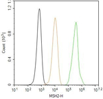MSH2 Antibody in Flow Cytometry (Flow)