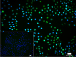 MSH2 Recombinant Rabbit Monoclonal Antibody (B4F3)