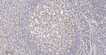 MSH2 Antibody in Immunohistochemistry (Paraffin) (IHC (P))