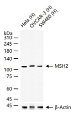 MSH2 Antibody in Western Blot (WB)