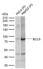 BCL6 Antibody in Western Blot (WB)