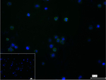 ICOS Antibody in Immunocytochemistry (ICC/IF)
